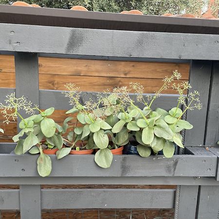 Casa Sivori Sul Lago Di Garda Con Ampio Giardino Desenzano del Garda Bagian luar foto