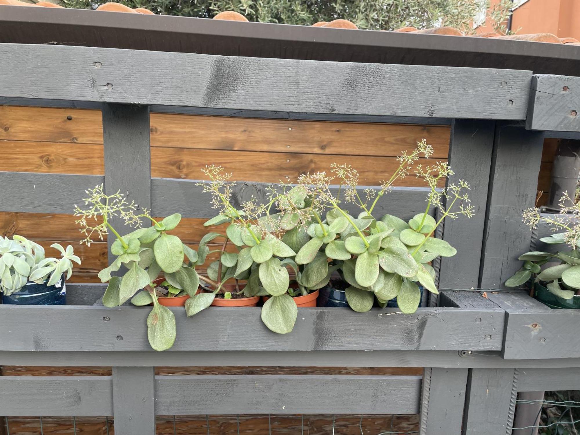 Casa Sivori Sul Lago Di Garda Con Ampio Giardino Desenzano del Garda Bagian luar foto